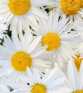 What Great Listeners Actually Do