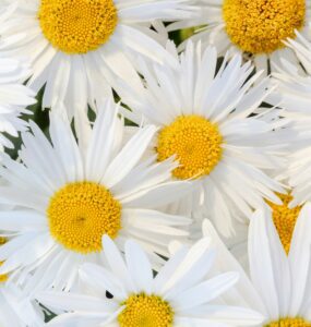 What Great Listeners Actually Do